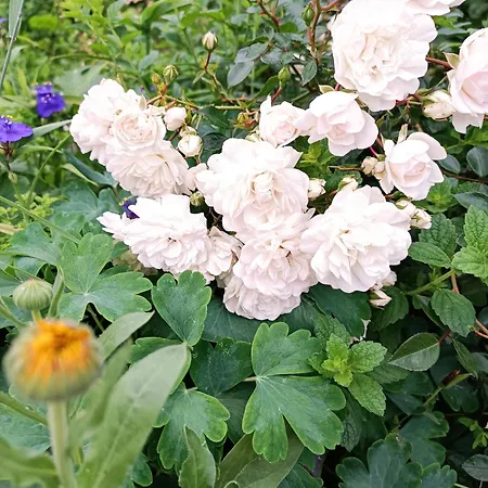 A Place To Be - Ruhelage Mit Gratis Parkplatz Appartement