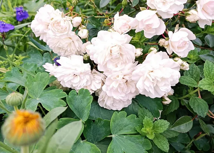 A Place To Be - Ruhelage Mit Gratis Parkplatz Lägenhet